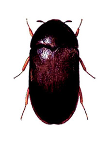 carpet-beetle