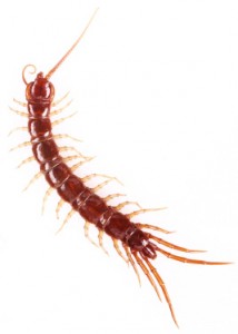 centipede