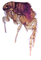 Microscope-Flea (Ctenocephalides)